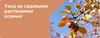Сезонный уход Осень
