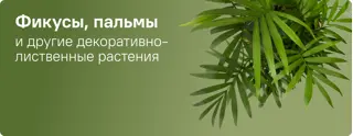 Комнатные растения Фикусы Пальмы