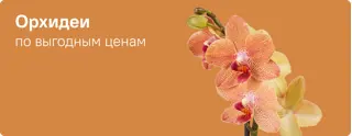 Комнатные растения Орхидеи