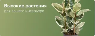 Комнатные растения Высокие
