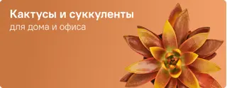 Комнатные Суккуленты