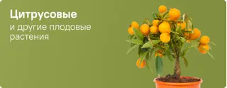 Комнатные растения Цитрусовые