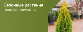 Сезонные растения сентябрь-октябрь