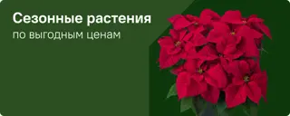 Сезонные растения