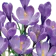Крокусы