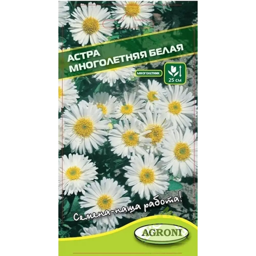 Фото Астра многолетняя белая