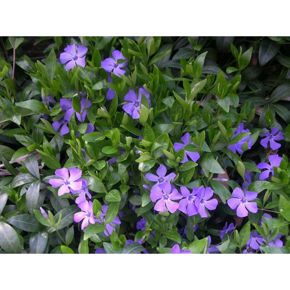 Фото Барвинок, 9х5 см