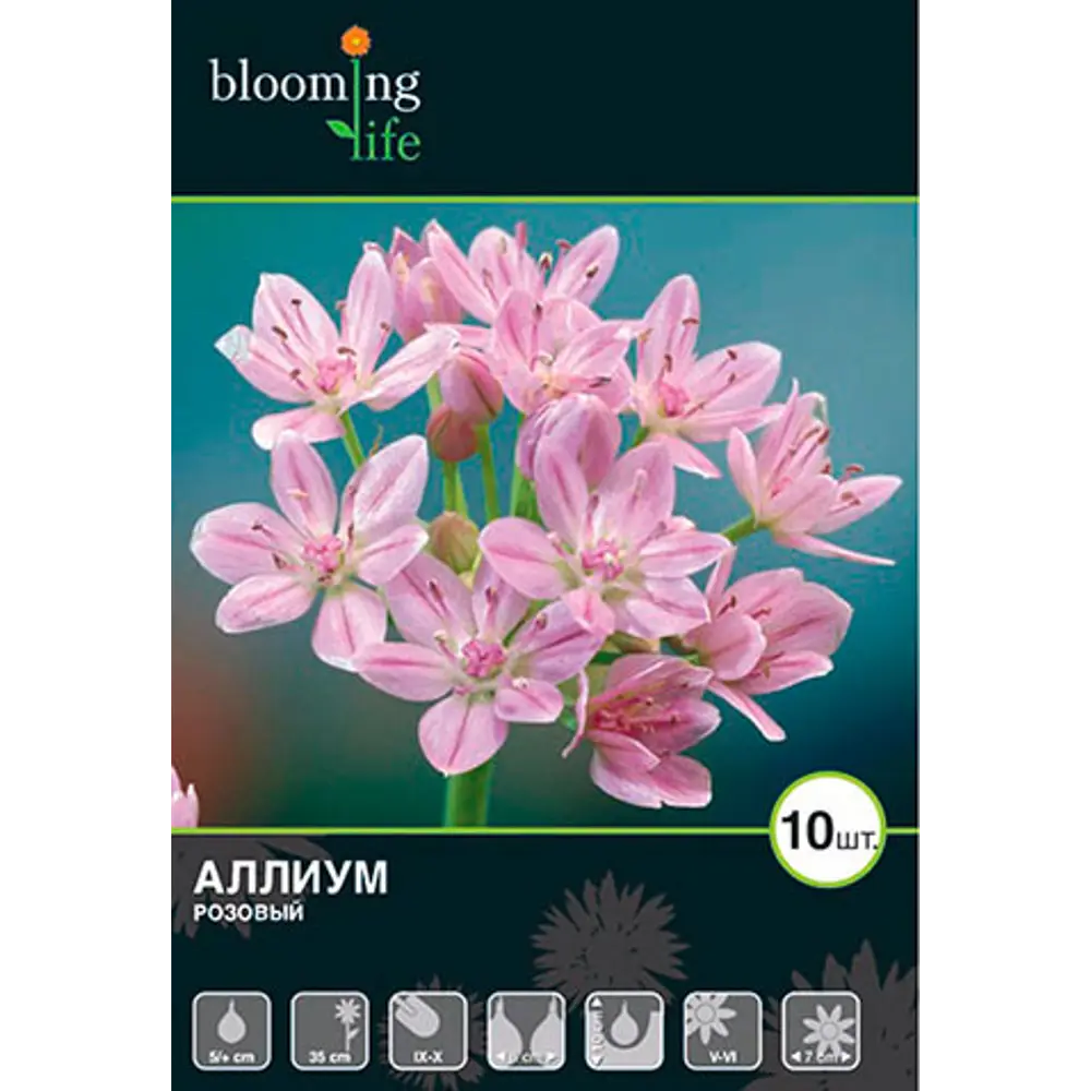 Фото Аллиум розовый Фото Аллиум розовый