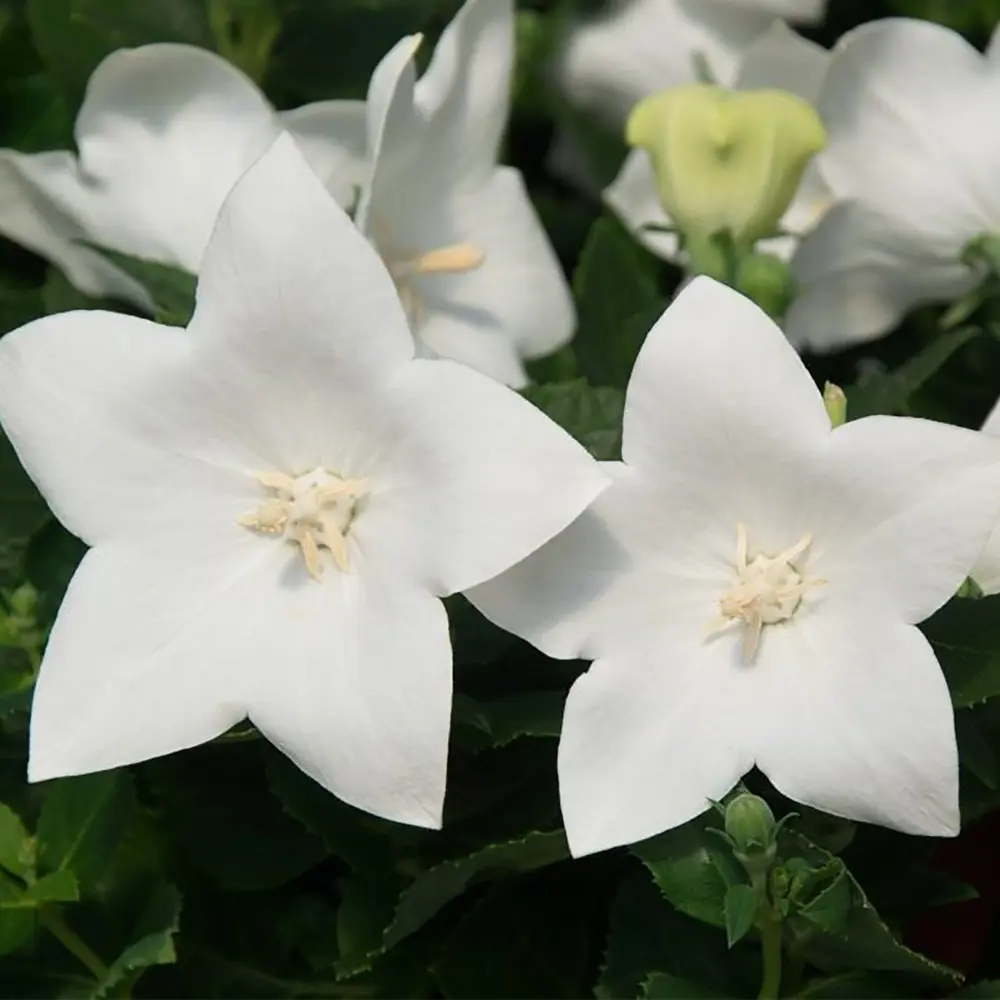 Фото Платикодон Вайт (White) I (1/16)