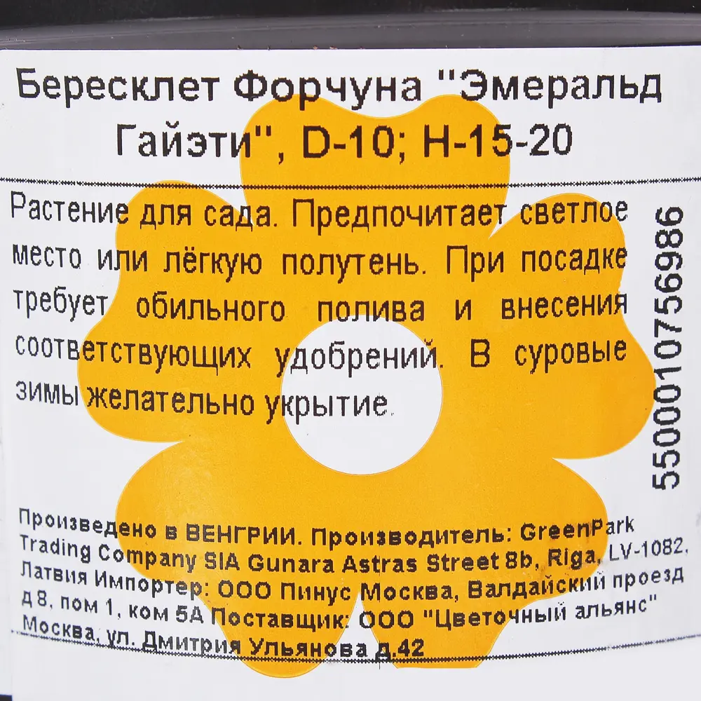 Фото 3 Бересклет Форчуна «Эмеральд Гайэти»