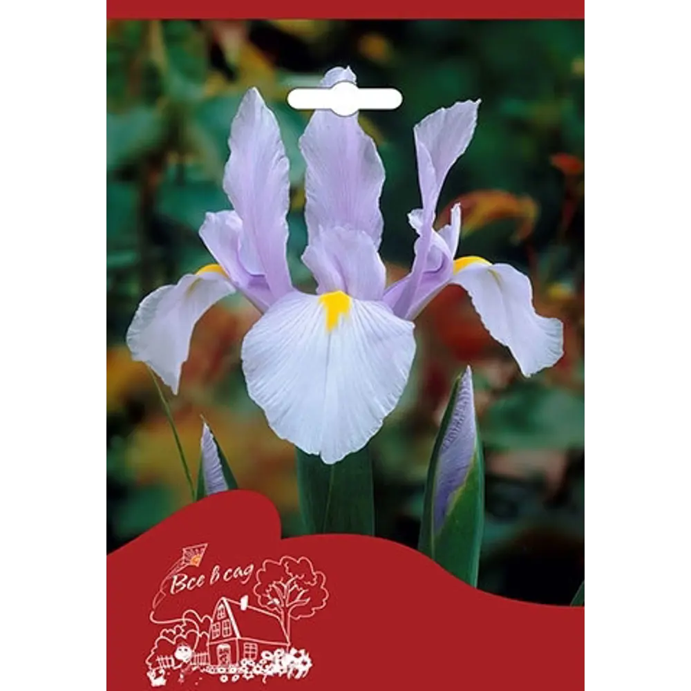 Фото 2 Ирис Кармен 7/8, 8 шт.