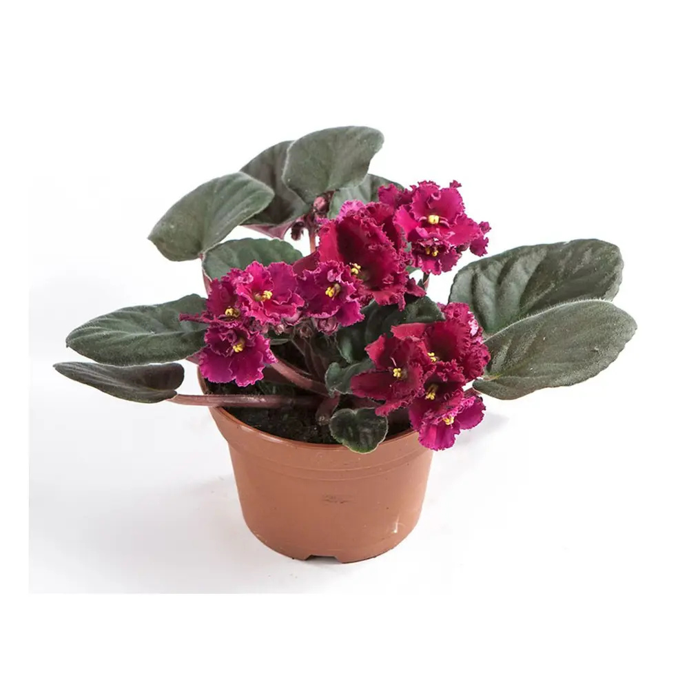 Фото Фиалка Медисон микс 12х20 см