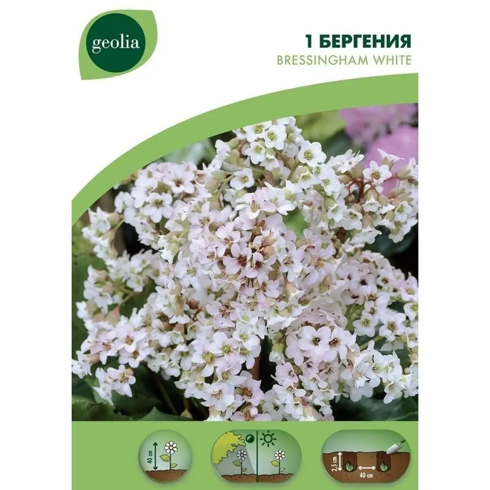 Фото Бергения Geolia «Bressingham White»