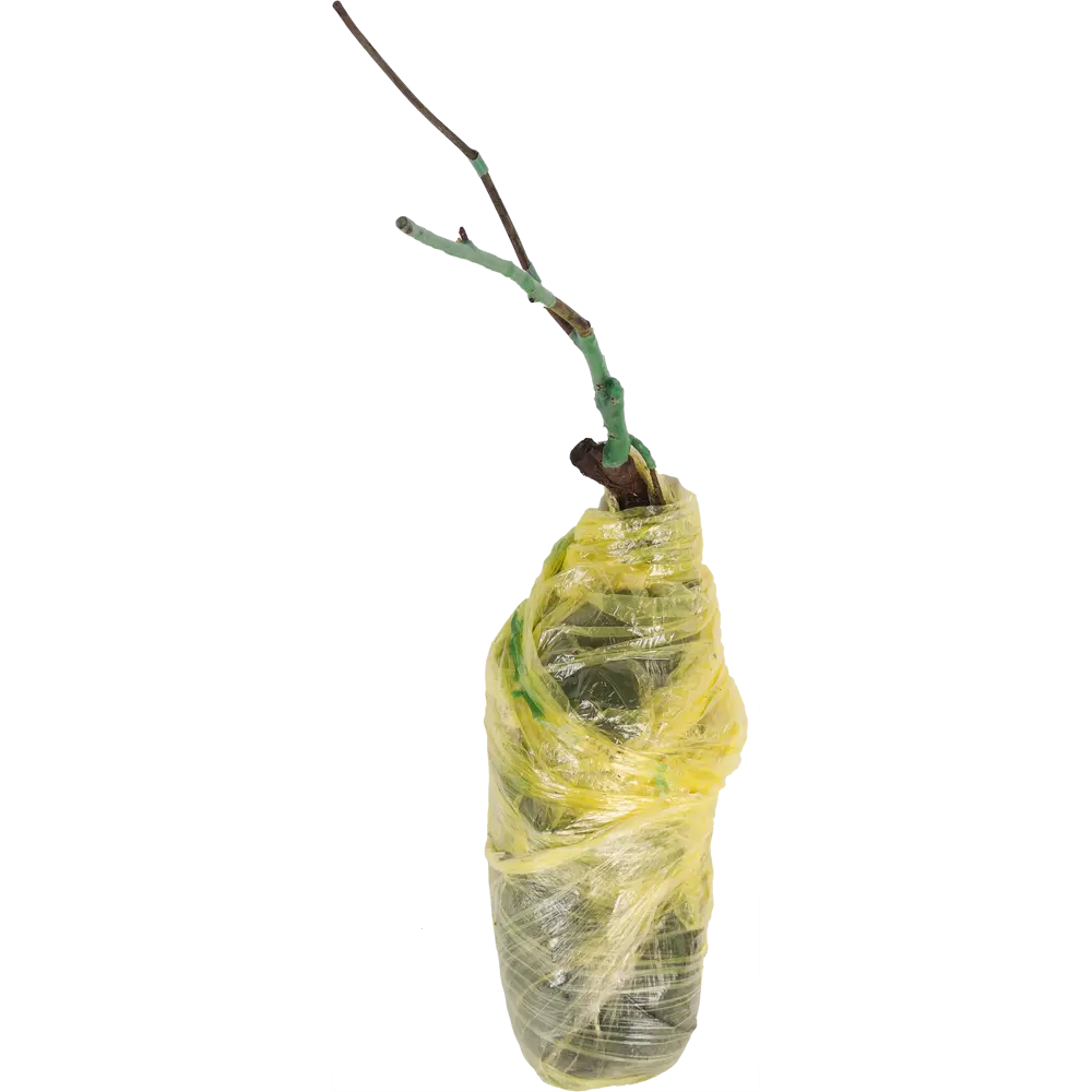 Фото 2 Роза «Плетистая» эконом спрей в ассортименте