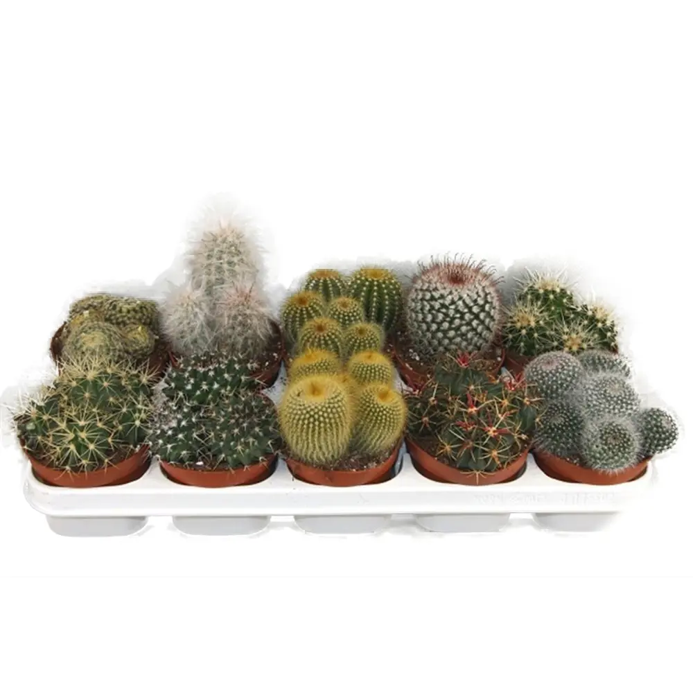 Фото Кактус Микс 12х20 см