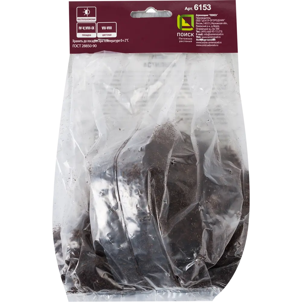 Фото 2 Астильба Вижнс китайская, 1 шт.