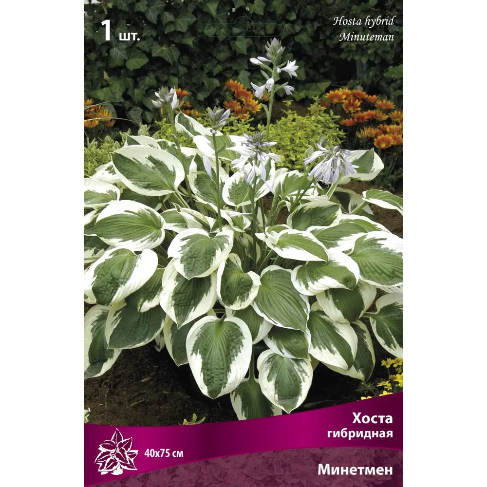 Фото Хоста гибридная «Минитмен»