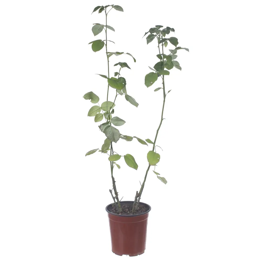 Фото Роза Флорибунда «Квин Элизабет», контейнер 3.5 л