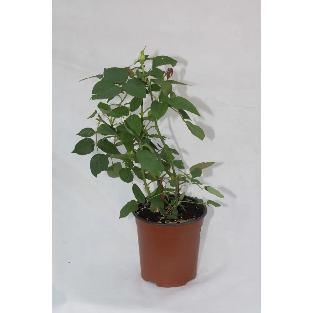 Фото Роза парковая «Чайнатаун», 3.5 л