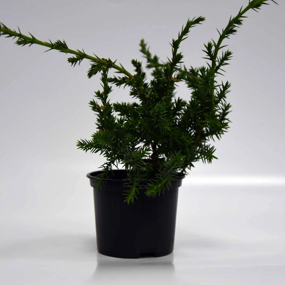 Фото 4 Можжевельник китайский Блю Альпс