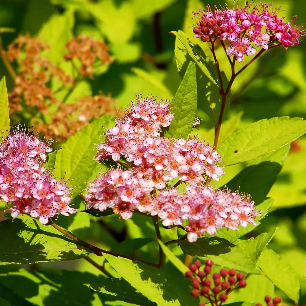 Фото 2 Спирея «Голдмаунд» С2 30 см Фото 2 Спирея «Голдмаунд» С2 30 см