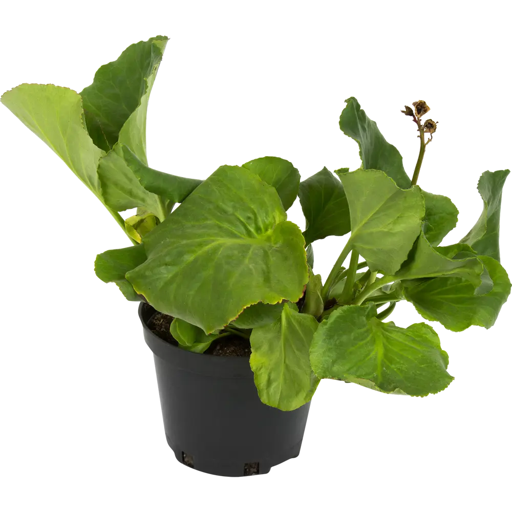 Фото Бадан сердцелистный 2-3 л Фото Бадан сердцелистный 2-3 л