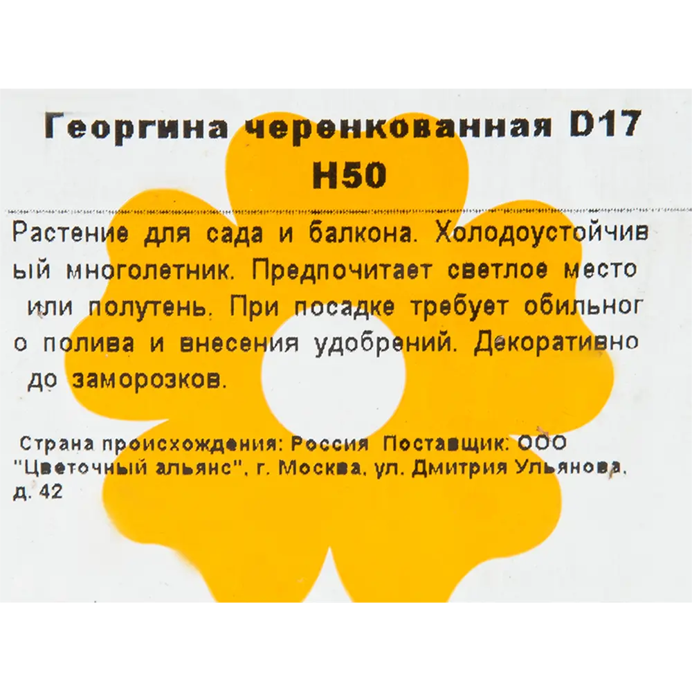 Фото 2 Георгина черенкованная Ø17 см h50 см