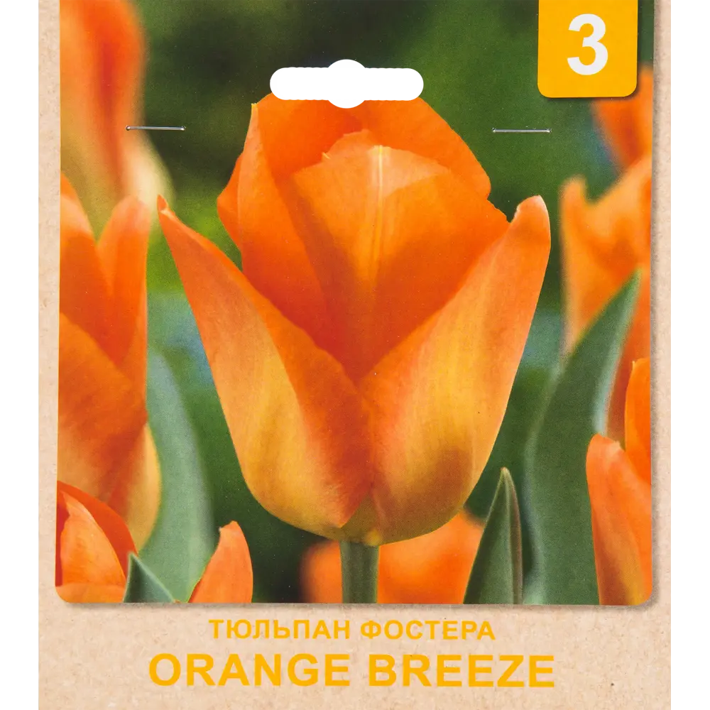 Фото Тюльпан «Orange Breeze» размер луковицы 10/11, 3 шт.