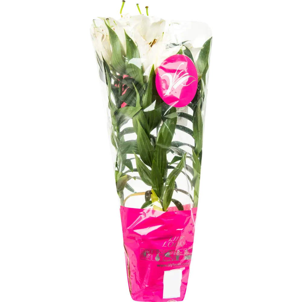 Фото 3 Лилия восточная 13x40 см Фото 3 Лилия восточная 13x40 см