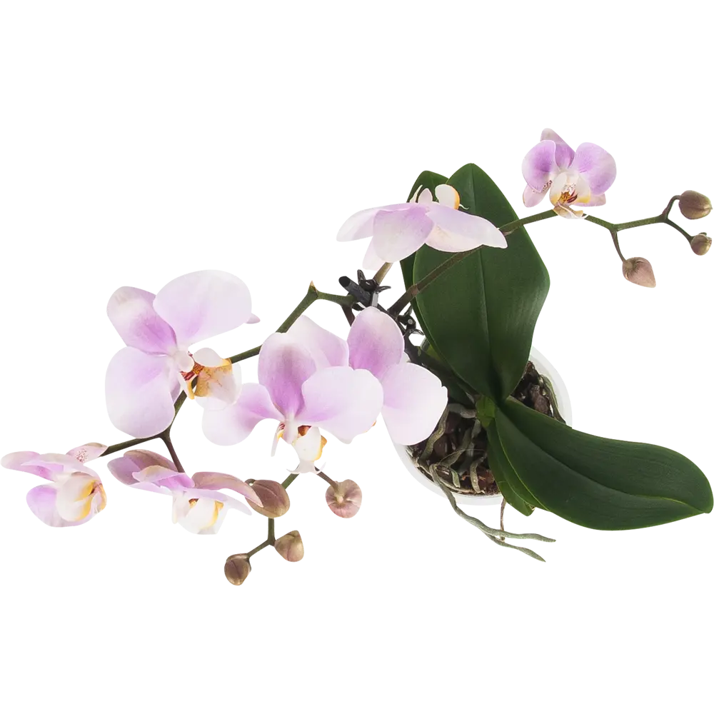 Фото 2 Орхидея Фаленопсис Экстра микс 1 стебель ø12 h70 см