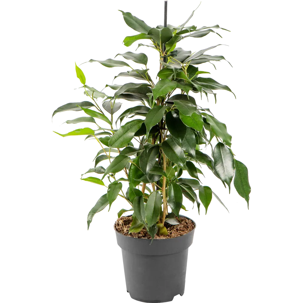 Фото Фикус Бенджамина Даниэль 14x55 см Фото Фикус Бенджамина Даниэль 14x55 см