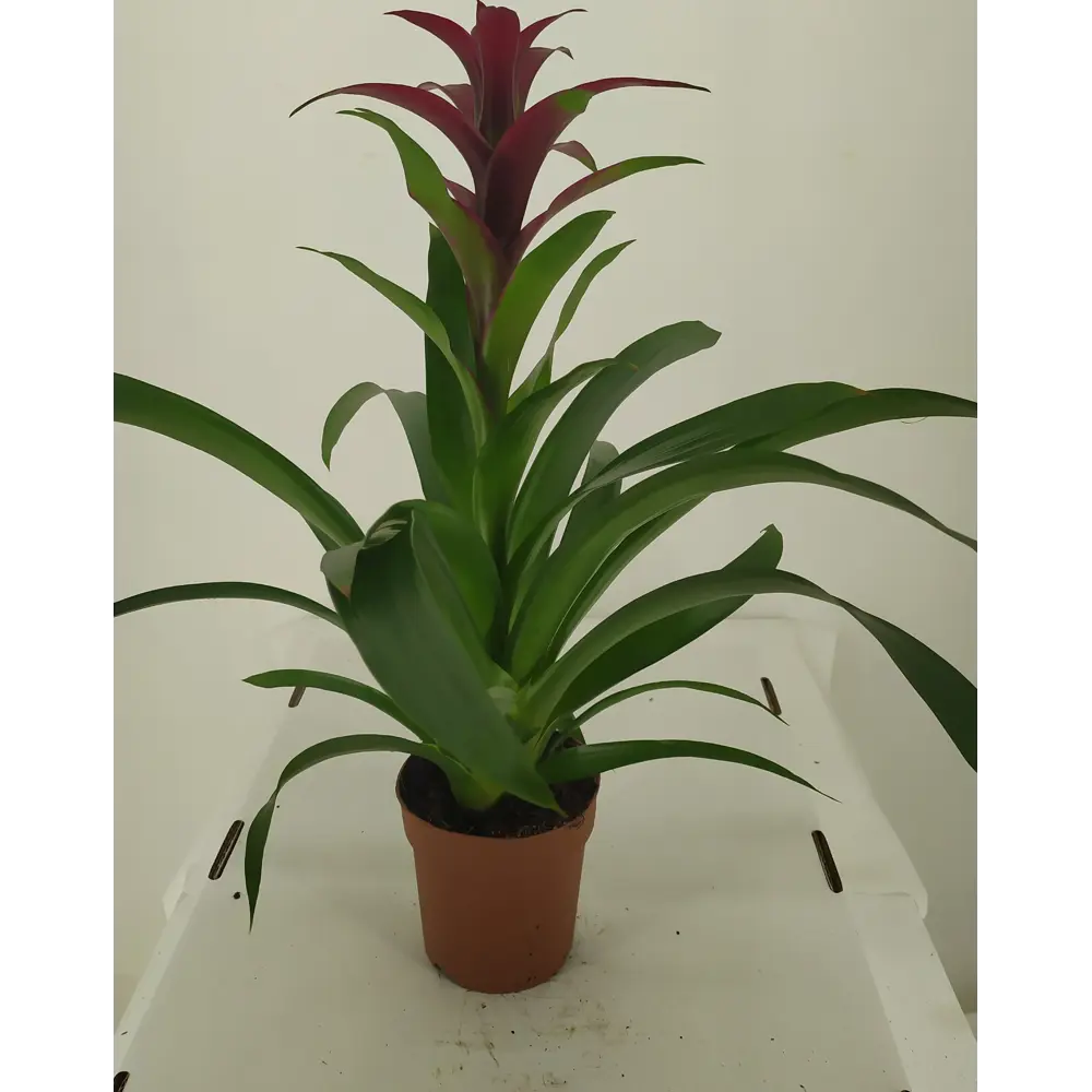 Фото Гузмания Капкейк 9x40 см