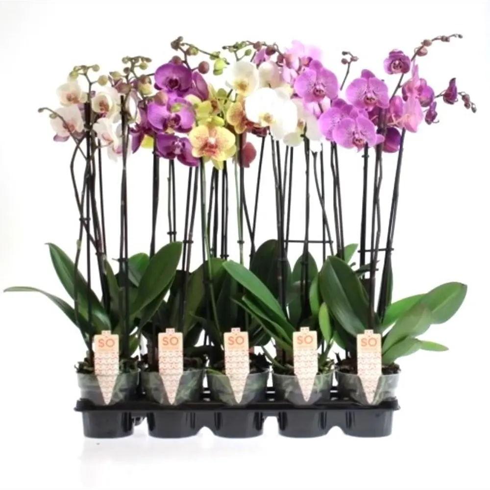 Фото Орхидея Фаленопсис 2 стебля ø12 h60 см