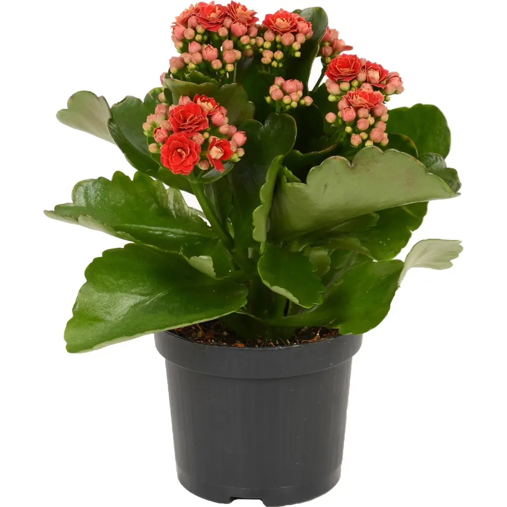 Фото Каланхое Кэтчи 10.5x20-25 см