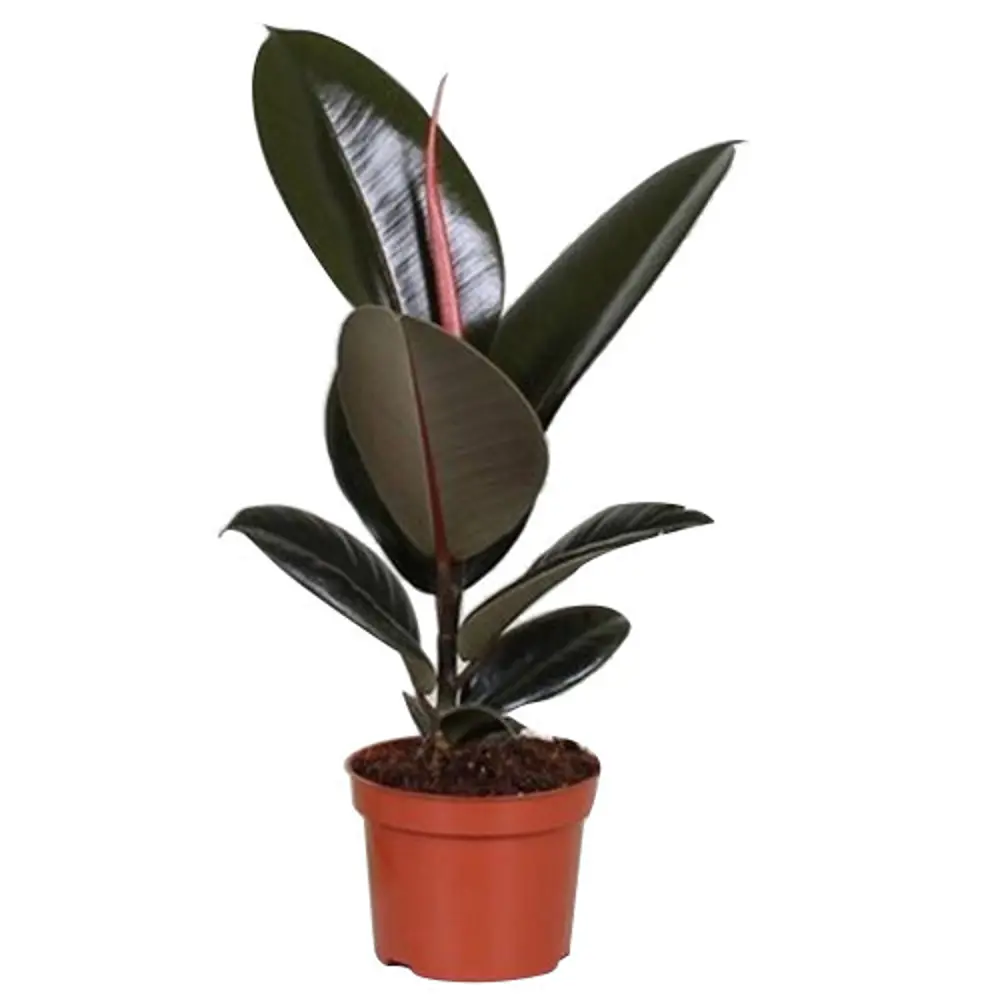Фото Фикус Эластика микс 12x30 см