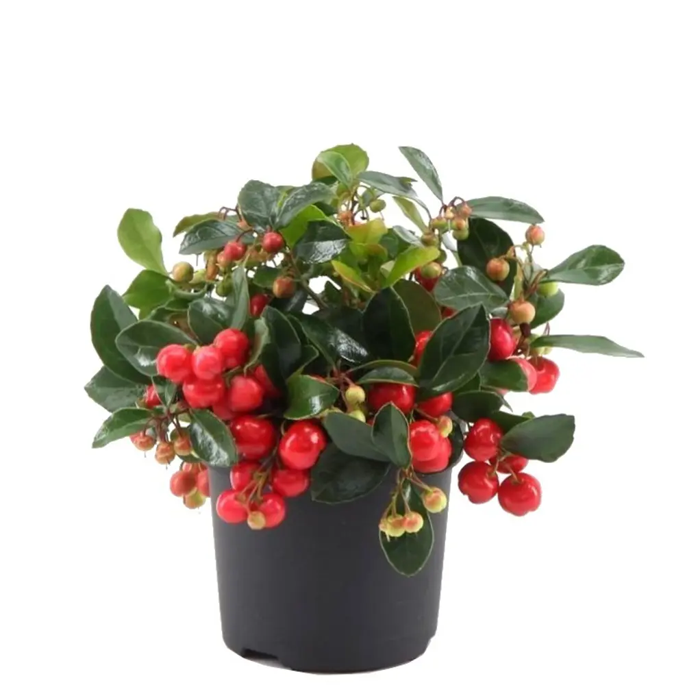 Фото Гаултерия 9x16 см Фото Гаултерия 9x16 см