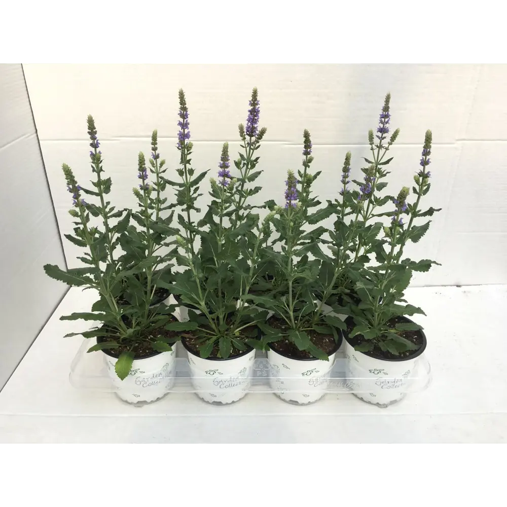 Фото Сальвия 12x35 см Фото Сальвия 12x35 см