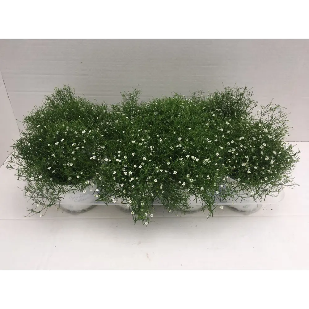 Фото Гипсофила 12x35 см Фото Гипсофила 12x35 см