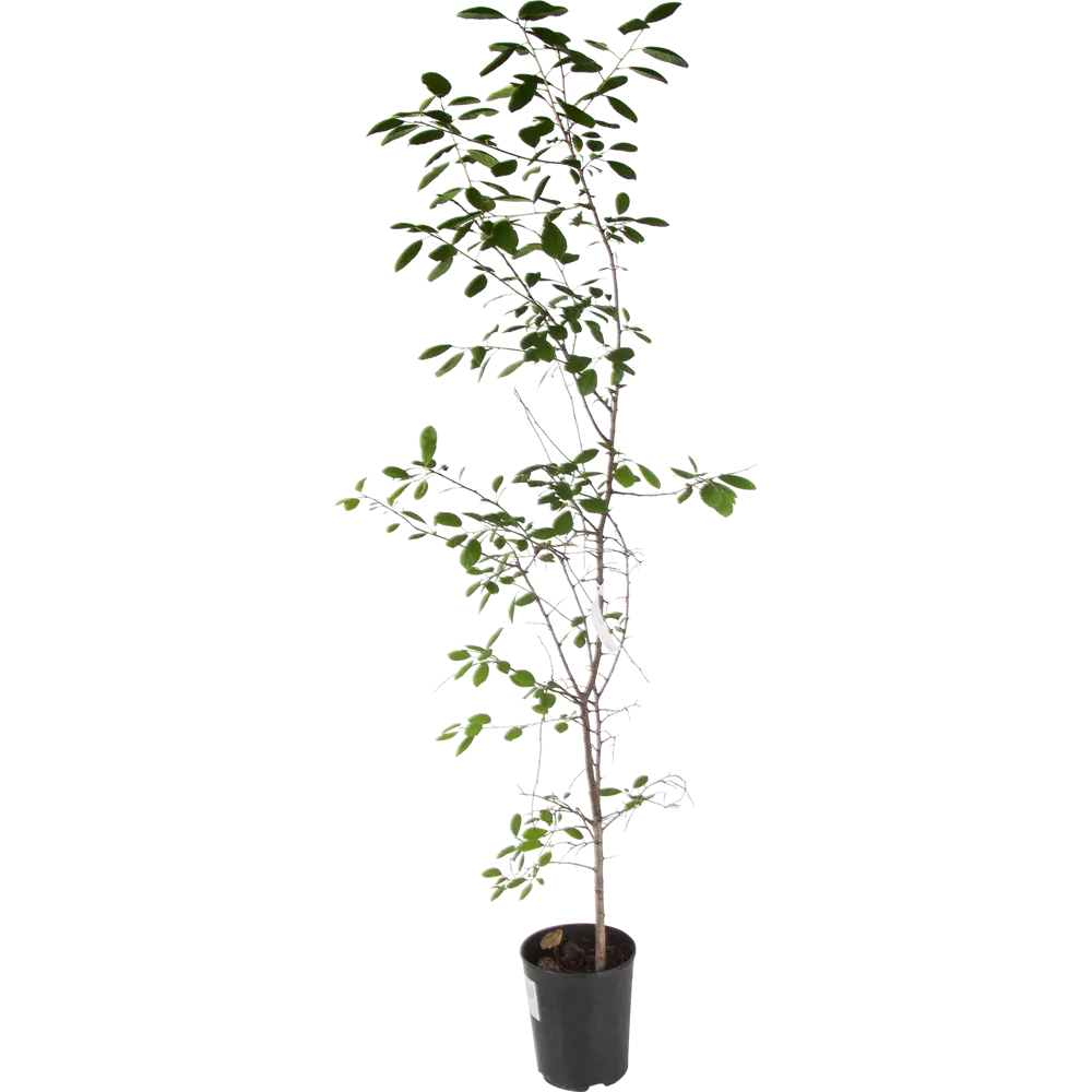 Фото Тёрн C4 высота 140 см