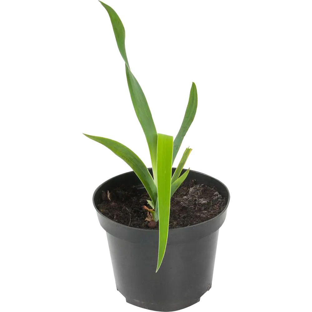 Фото Ирис германский «Оранж Шариот» 15x75 см