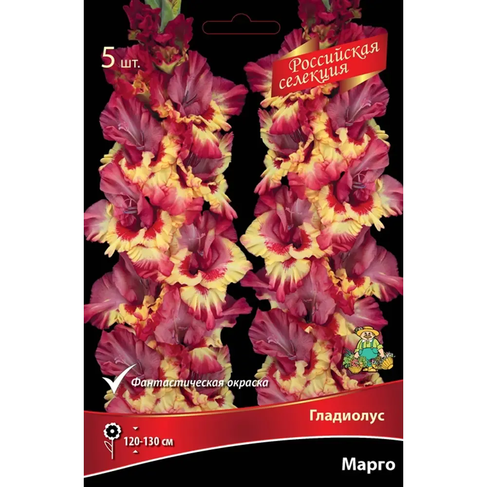 Фото Гладиолус Марго луковица 12 Фото Гладиолус Марго луковица 12