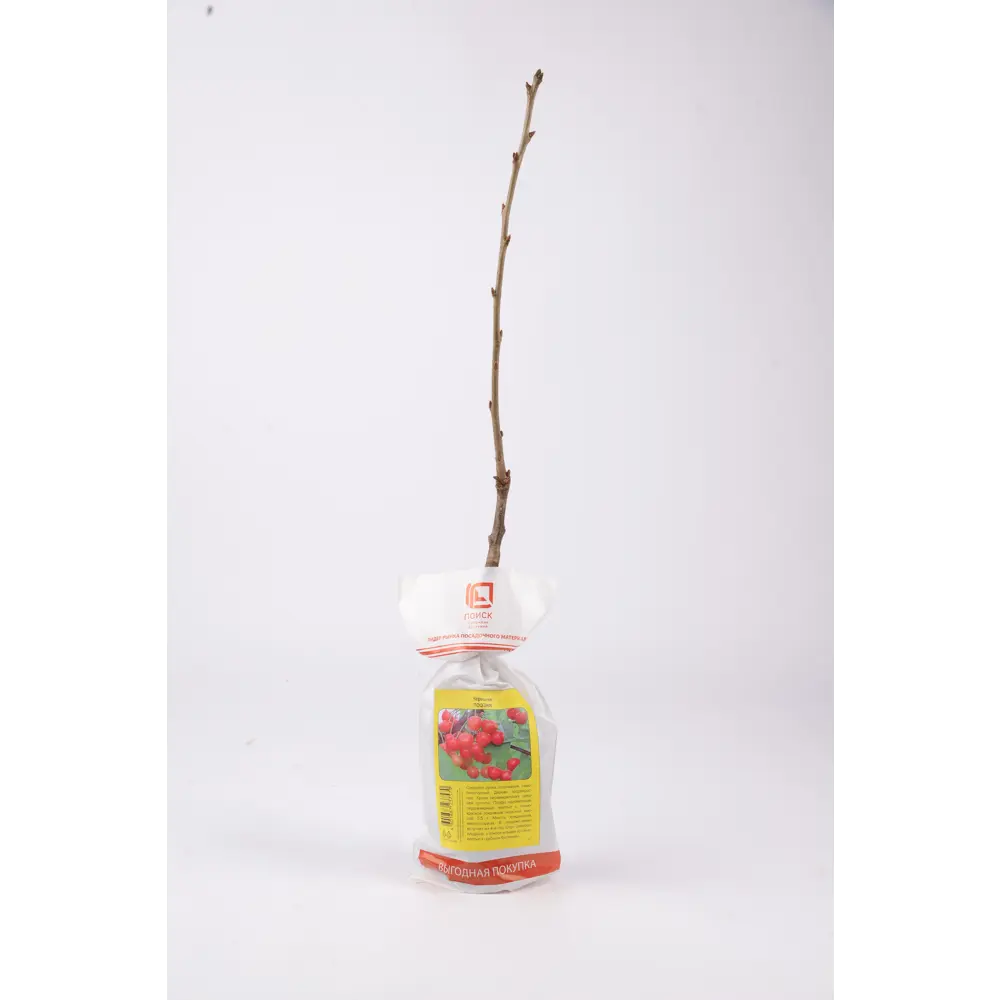 Фото Черешня Поэзия h90 см