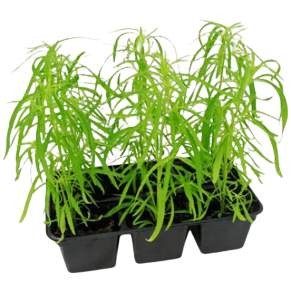 Фото Кохия h30 см 6 шт