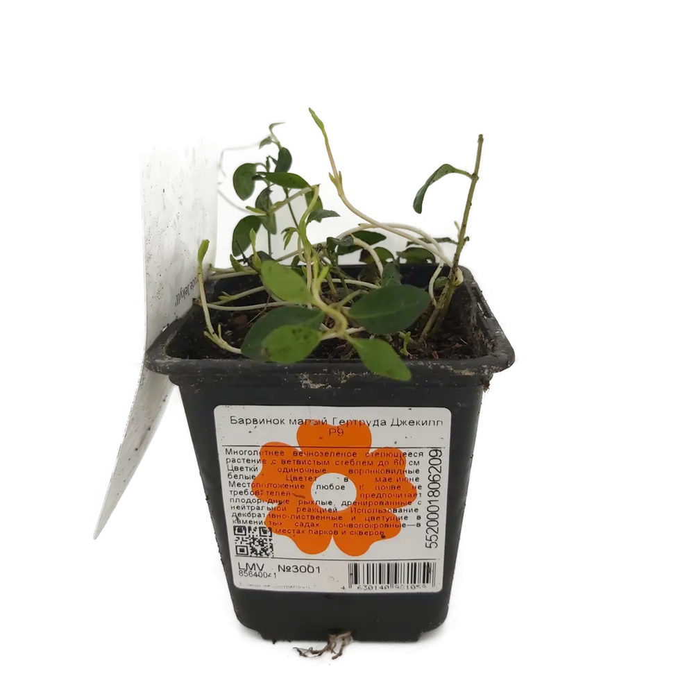 Фото Барвинок малый Гертруда Джекилл ø9 h30 см