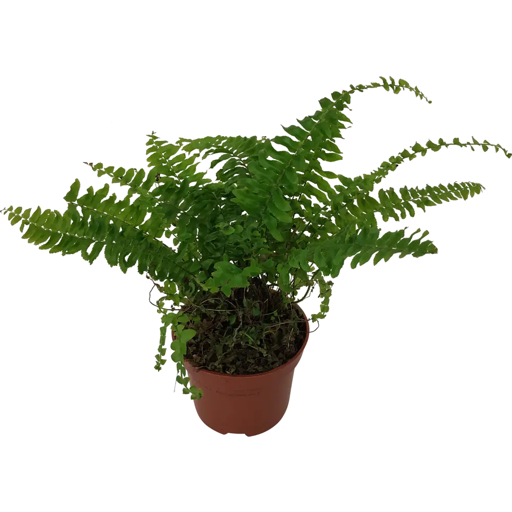 Фото 3 Нефролепис Бостон 13x45 см