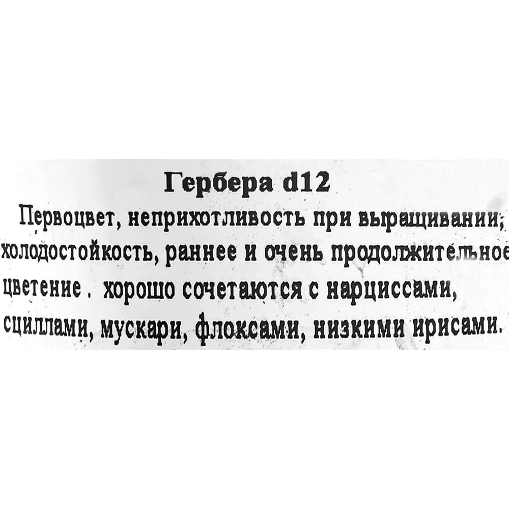 Фото 2 Гербера ø12 h25 см