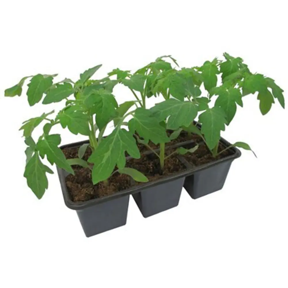 Фото Томат микс h15 см 6 шт.