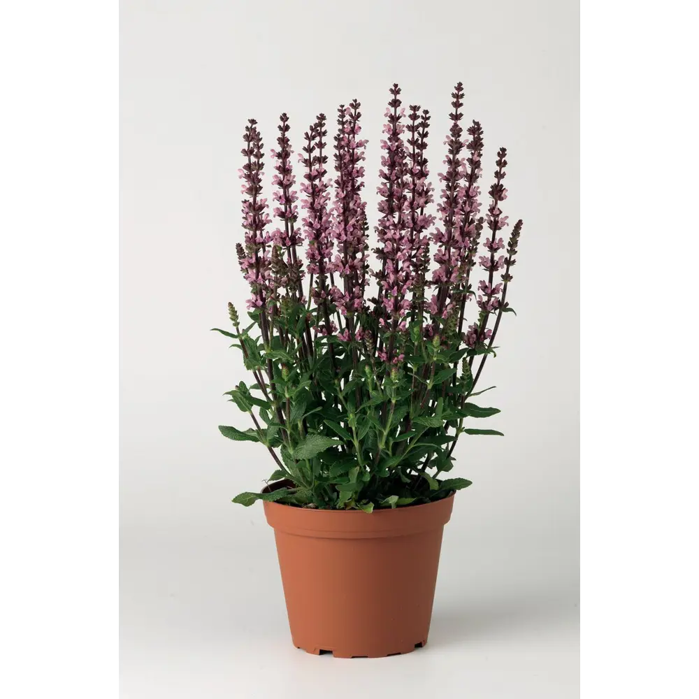 Фото Шалфей лекарственный ø9 h20 см