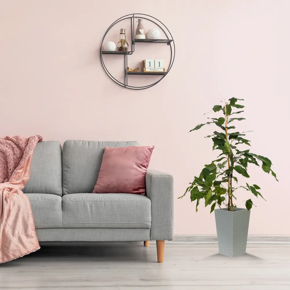 Фото 2 Фикус Экзотика микс ø17 h75 см