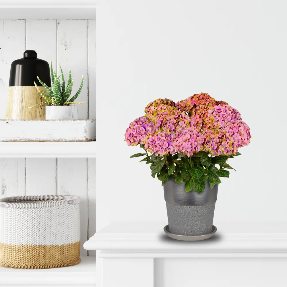 Фото 2 Гидрангея 1ствол микс в подарочной упаковке ø11 h25 см Фото 2 Гидрангея 1ствол микс в подарочной упаковке ø11 h25 см